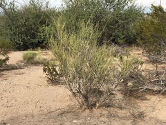 Ephedra trifurca