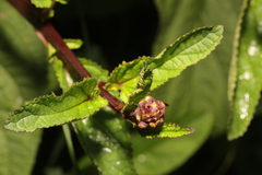 Scrophularia auriculata