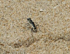 Cicindela latesignata