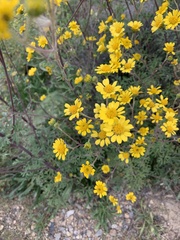 Hymenothrix dissecta