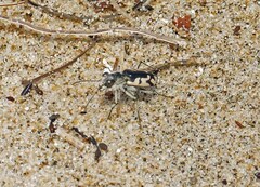 Cicindela latesignata