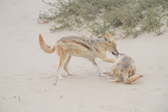 Lupulella mesomelas mesomelas