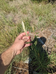 Bothriochloa hybrida