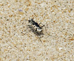 Cicindela latesignata