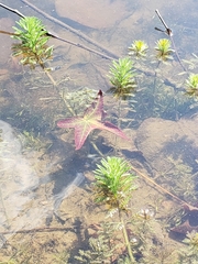 Proserpinaca pectinata