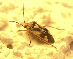 Orthops scutellatus