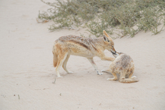 Lupulella mesomelas mesomelas