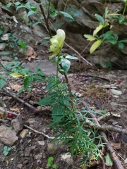 Aconitum anthora