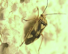 Orthops scutellatus