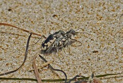 Cicindela latesignata