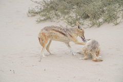 Lupulella mesomelas mesomelas