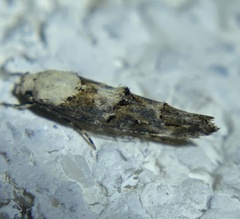 Mompha murtfeldtella