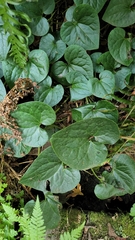 Asarum caudatum