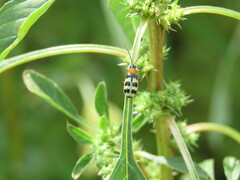 Paranapiacaba tricincta