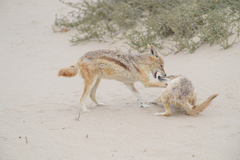 Lupulella mesomelas mesomelas