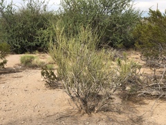 Ephedra trifurca