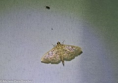 Herpetogramma pertextalis