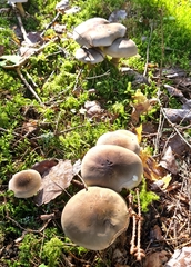 Lyophyllum decastes