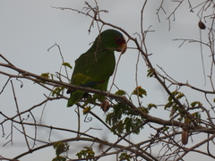 Amazona albifrons