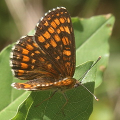 Melitaea athalia