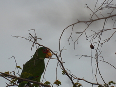 Amazona albifrons