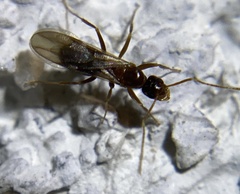 Nylanderia