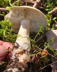 Lyophyllum decastes