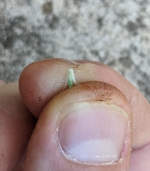 Bothriochloa hybrida