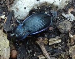 Carabus catenulatus