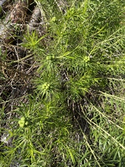 Stillingia texana