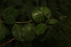 Lonicera periclymenum