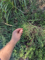 Bothriochloa laguroides