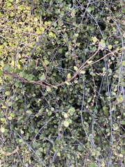 Muehlenbeckia complexa