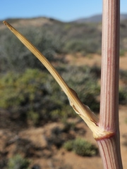 Cynorhiza typica