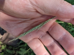 Bothriochloa laguroides