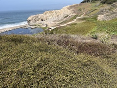 Muehlenbeckia complexa