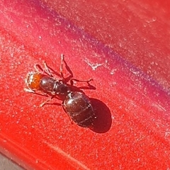 Crematogaster scutellaris