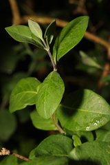 Lonicera periclymenum