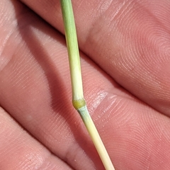 Bothriochloa laguroides