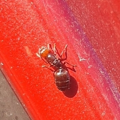 Crematogaster scutellaris