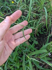 Bothriochloa laguroides