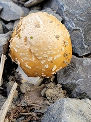 Hemipholiota populnea