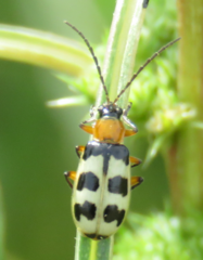 Paranapiacaba tricincta