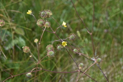 Geum aleppicum
