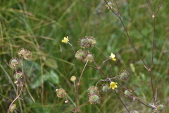 Geum aleppicum
