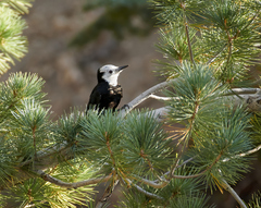 Dryobates albolarvatus