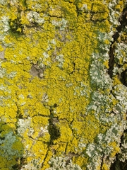 Candelariaceae