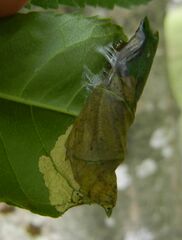 Gracillaria syringella