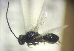 Figitidae