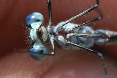 Arrenurus